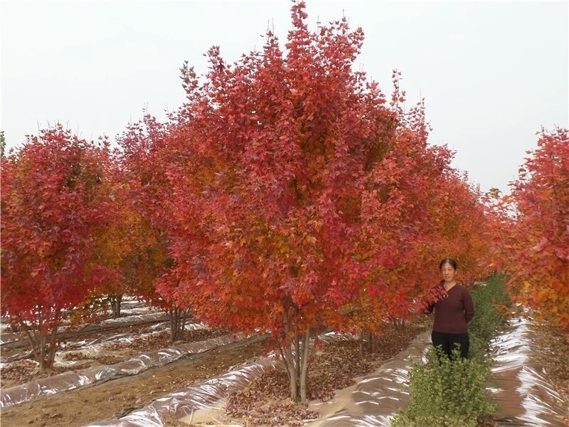 彩色苗木之王—美國紅楓，還能紅多久？