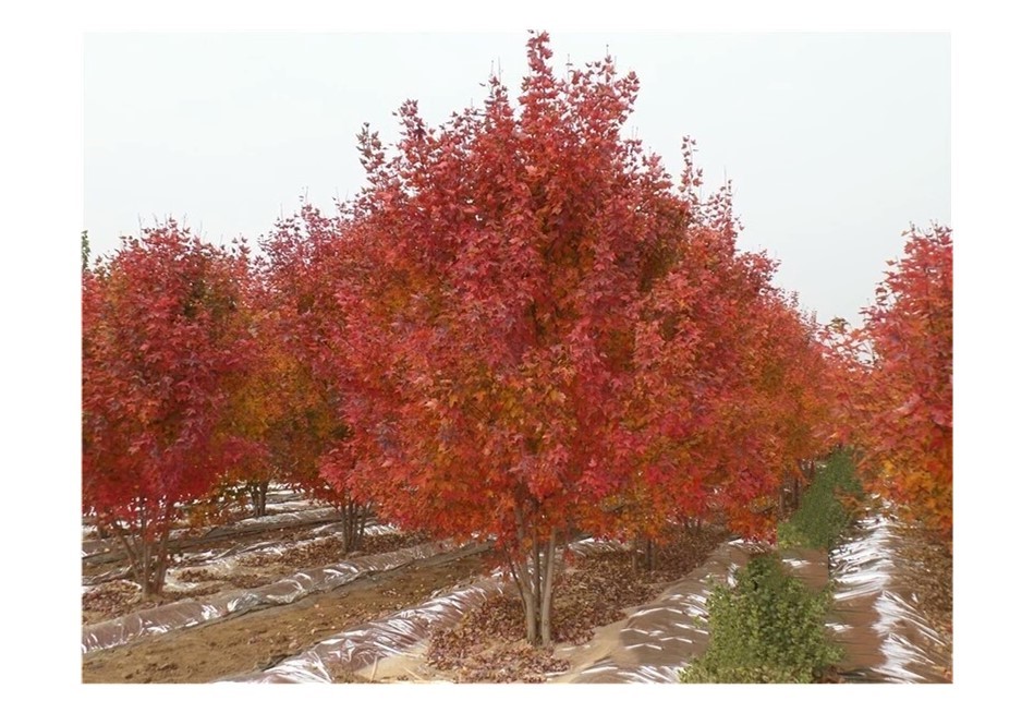 彩色苗木之王—美國紅楓，還能紅多久？