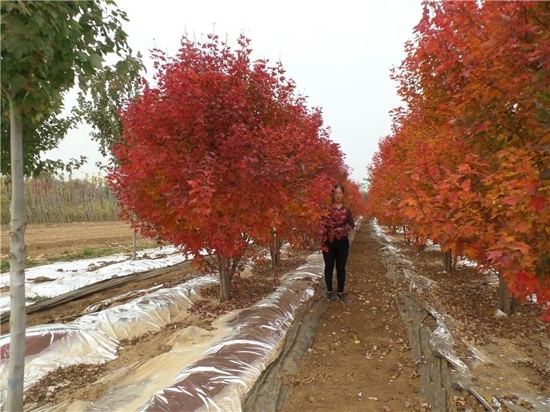 彩色苗木之王—美國紅楓，還能紅多久？