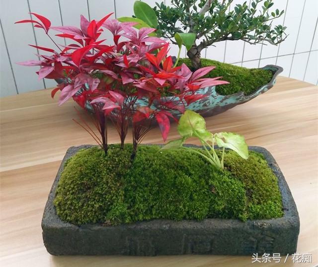 火焰南天竹入市以來熱度不減，未來幾年市場好！