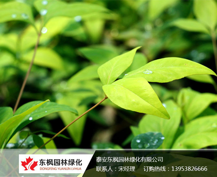 火焰南天竹入市以來熱度不減，未來幾年市場好！