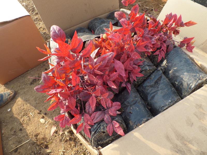 火焰南天竹入市以來熱度不減，未來幾年市場好！