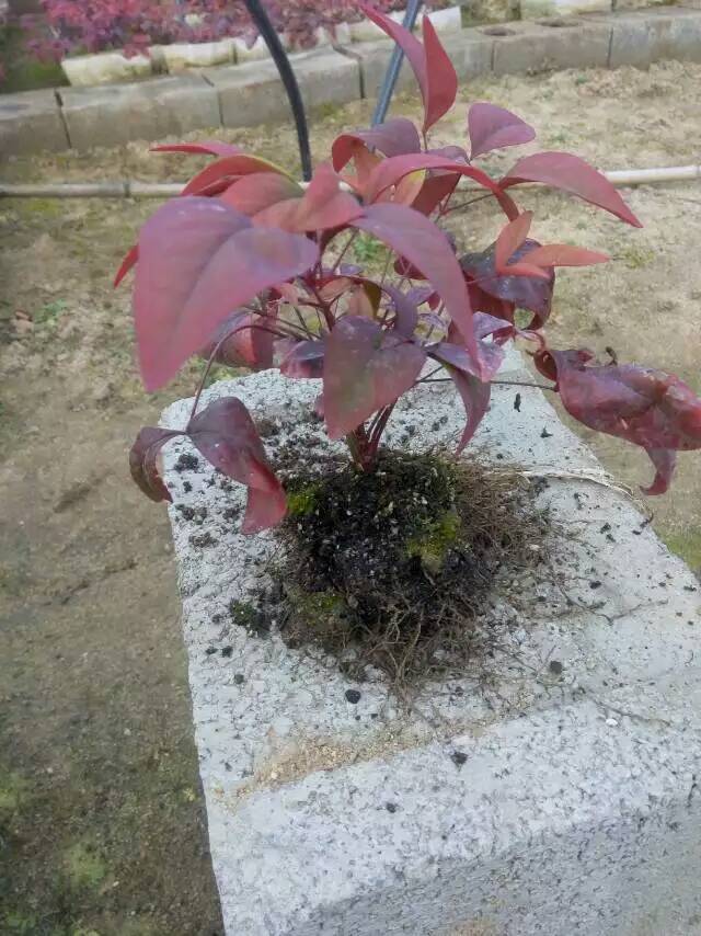 火焰南天竹入市以來熱度不減，未來幾年市場好！