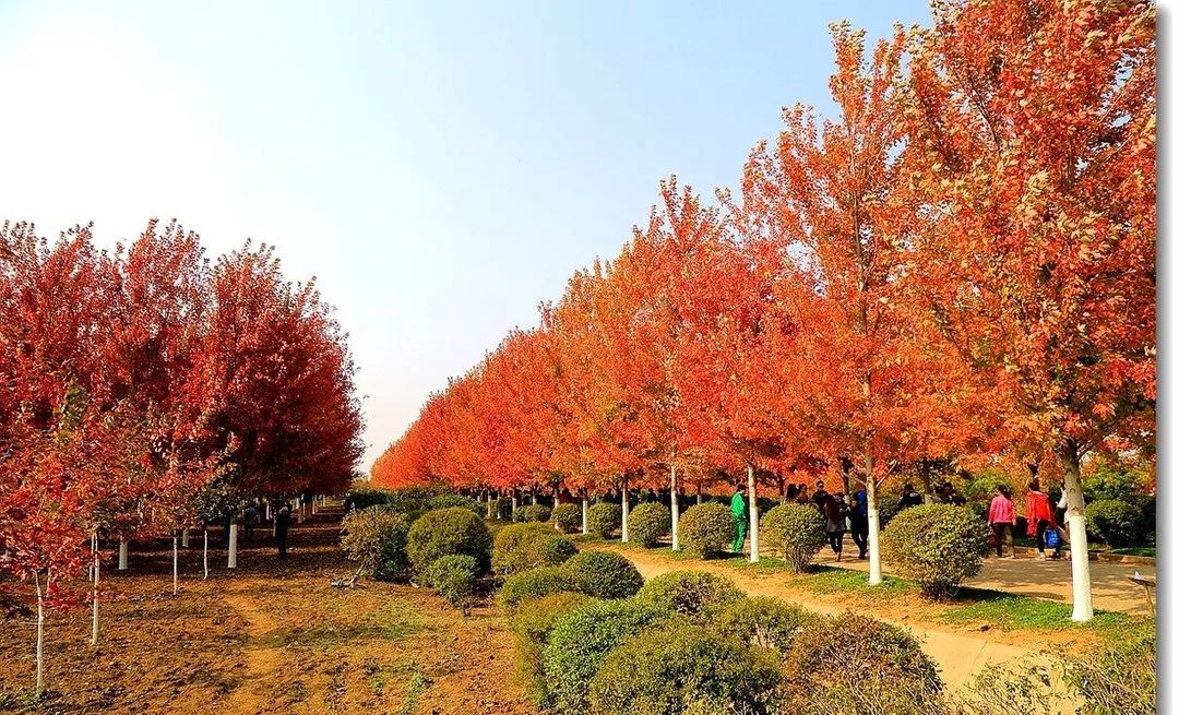 它，秋之嬌子——美國(guó)紅點(diǎn)紅楓
