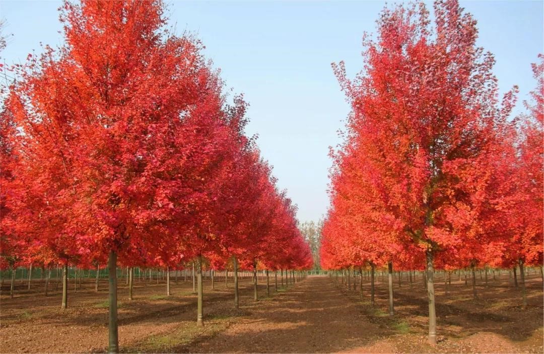 它，秋之嬌子——美國(guó)紅點(diǎn)紅楓
