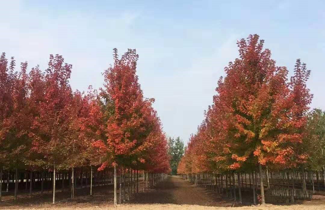 它，秋之嬌子——美國(guó)紅點(diǎn)紅楓