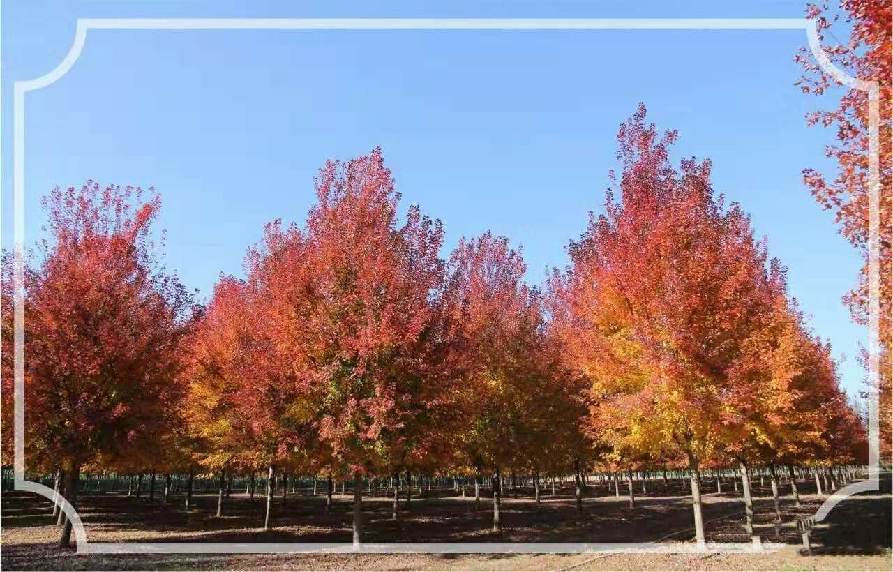 它，秋之嬌子——美國(guó)紅點(diǎn)紅楓