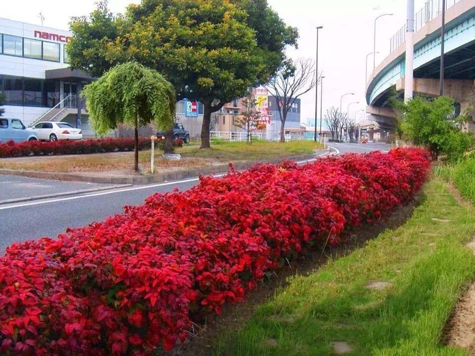 凌霜傲雪，夏透碧翠；近凝眸，紅光瀲艷，精神抖擻------火焰南天竹