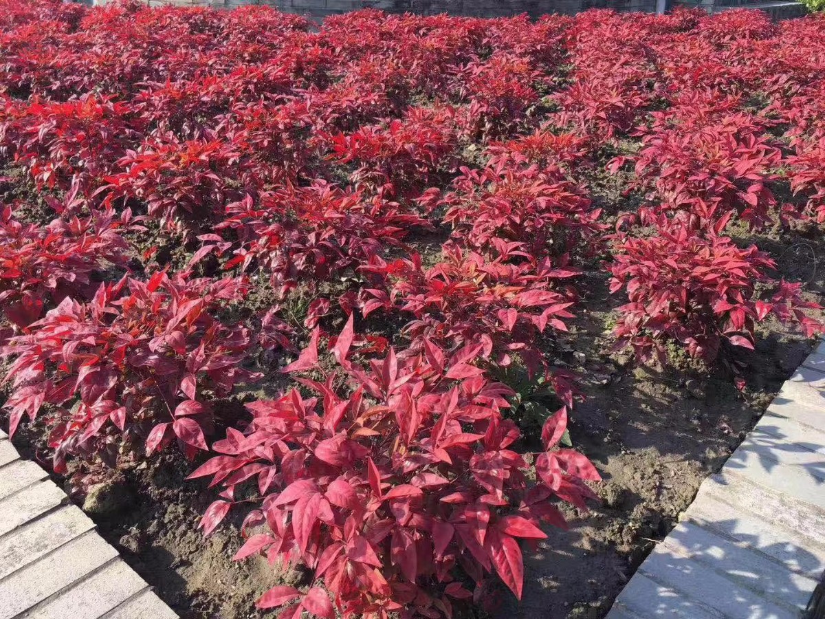 凌霜傲雪，夏透碧翠；近凝眸，紅光瀲艷，精神抖擻------火焰南天竹