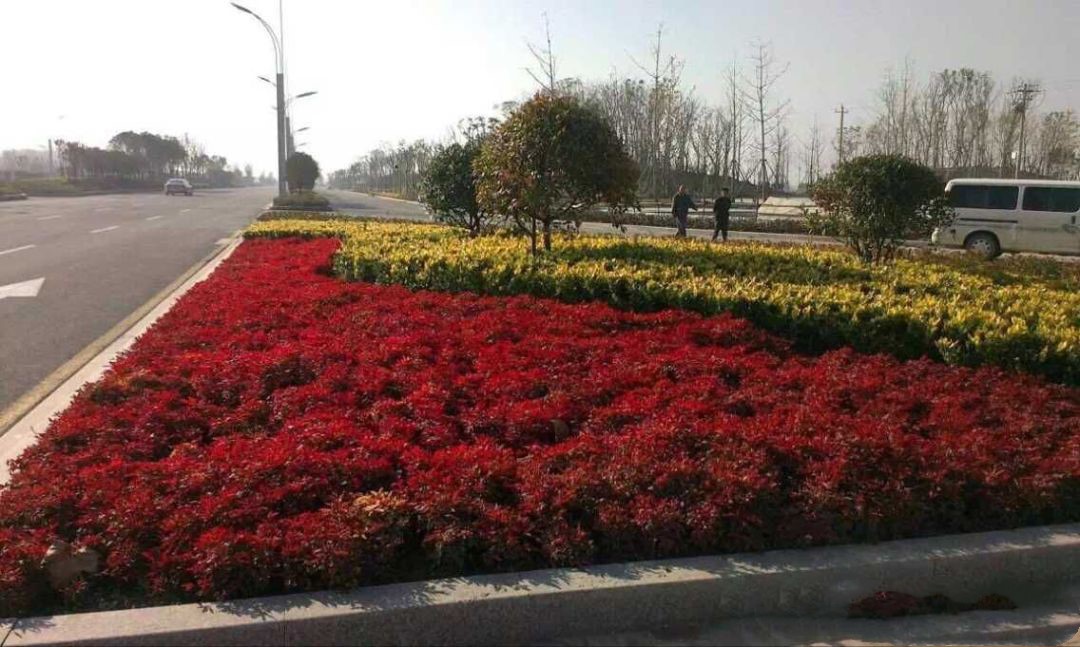 凌霜傲雪，夏透碧翠；近凝眸，紅光瀲艷，精神抖擻------火焰南天竹