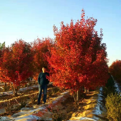 叢生多桿苗木市場需求火爆，叢生紅點(diǎn)紅楓正在逐漸走俏……