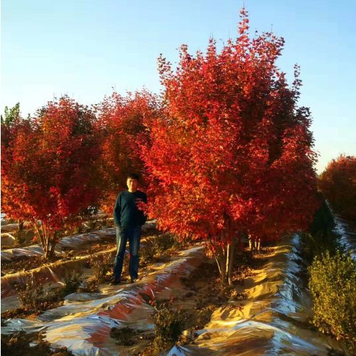 叢生多桿苗木市場需求火爆，叢生紅點(diǎn)紅楓正在逐漸走俏……