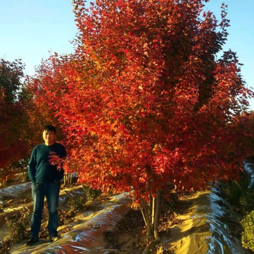 叢生多桿苗木市場需求火爆，叢生紅點(diǎn)紅楓正在逐漸走俏……