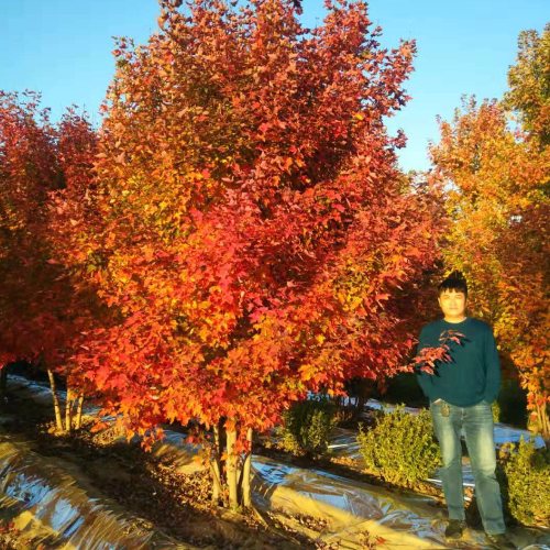 叢生多桿苗木市場需求火爆，叢生紅點(diǎn)紅楓正在逐漸走俏……