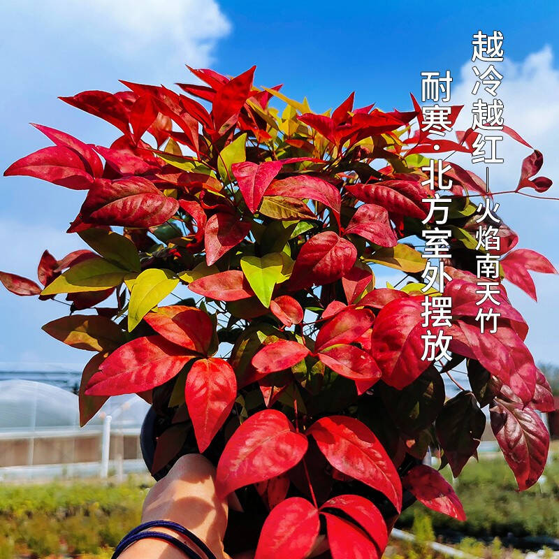 火焰南天竹——在冰冷的冬天，送你暖的色彩！