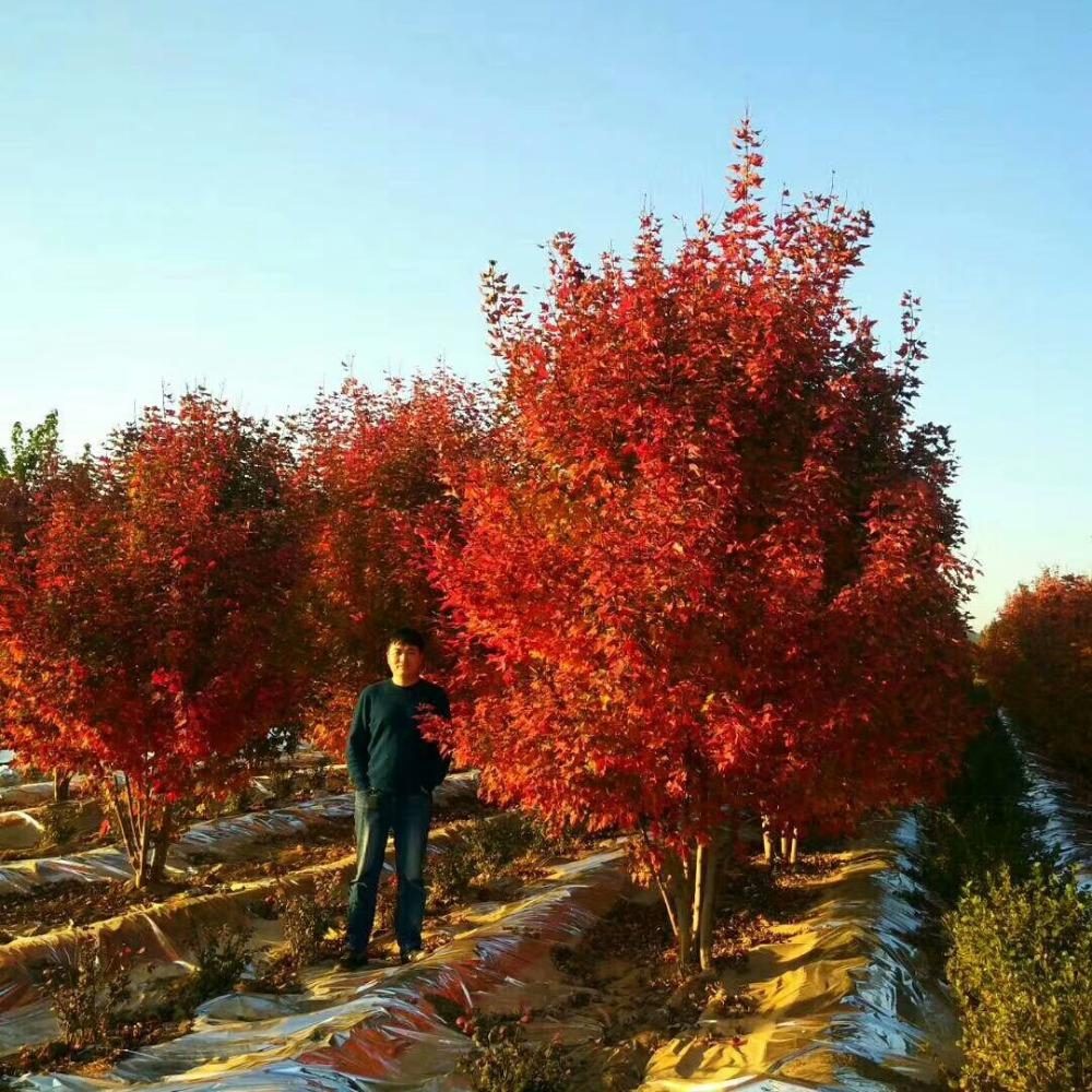 美國紅楓，在砥礪前行中預(yù)見未來